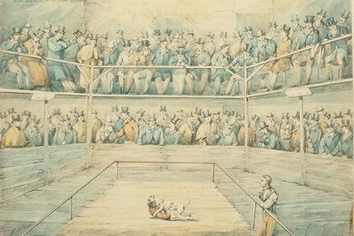Walka psów w Westminster Pitt autorstwa Henry Thomas Alken