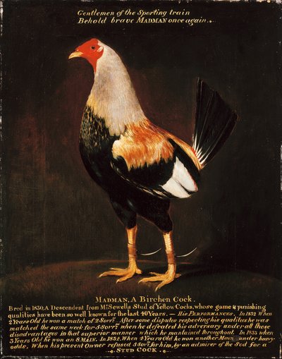 Wariat, brzozowy kogut (olej na płótnie) autorstwa Henry Thomas Alken