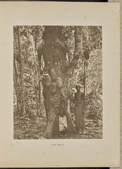 Jak Fruit autorstwa Henry W. Cave