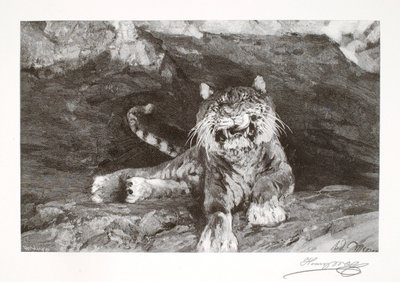 Tygrys autorstwa Henry Wolf