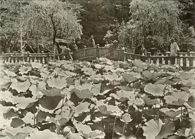 Staw Lotosu, 1910. autorstwa Herbert Ponting