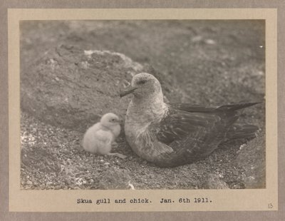 Mewa Skua z pisklęciem autorstwa Herbert Ponting