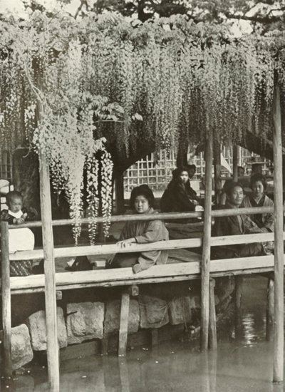 Arbor Wisteria w Kameido, 1910. autorstwa Herbert Ponting