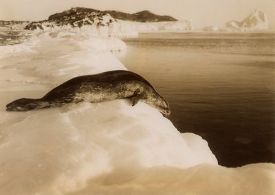 Foka Weddella ma zamiar nurkować w West Beach, Cape Evans, Antarktyda, 1911. autorstwa Herbert Ponting
