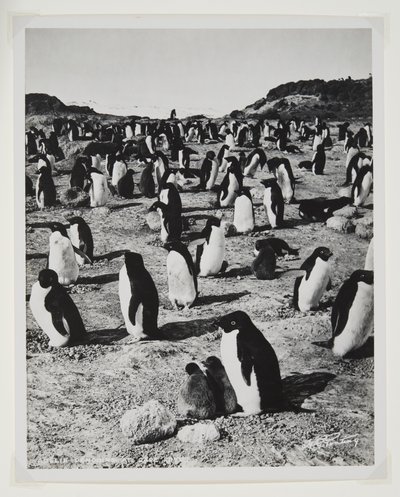 Adelie Penguins w Cape Royds (druk bromowy) autorstwa Herbert Ponting