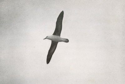 Albatros szybujący, c19101913, 1913 autorstwa Herbert Ponting