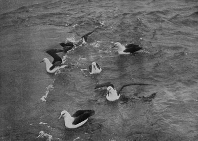 Albatrosy żerujące w ślad za Terra Nova, c19101913, 1913 autorstwa Herbert Ponting