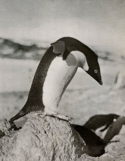 Pingwin Adeli ma zamiar nurkować, c19101913, 1913 autorstwa Herbert Ponting