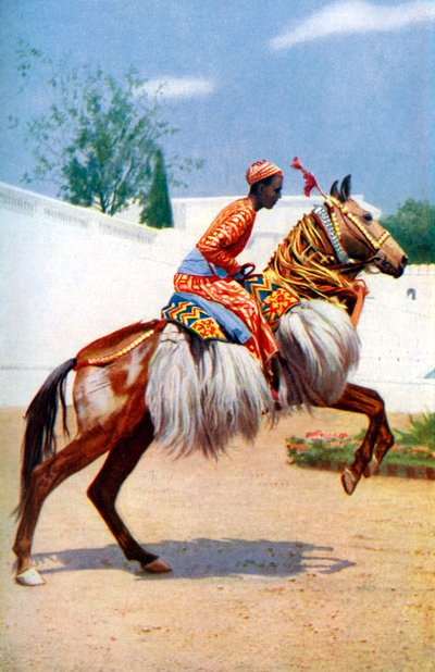 Arabski koń tańczący, Udaipur, Indie, 1922. autorstwa Herbert Ponting