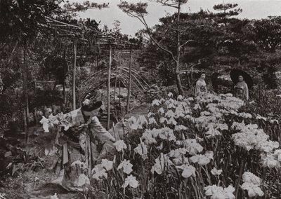 W Iris Garden w Hori-kiri (zdjęcie czarno-białe) autorstwa Herbert Ponting