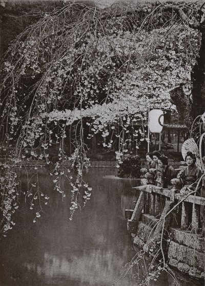 Czas kwitnienia wiśni w Japonii (zdjęcie czarno-białe) autorstwa Herbert Ponting