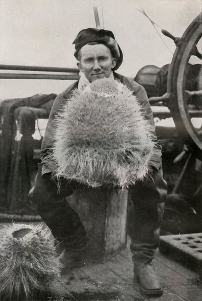 D.G. Lillie, z niektórymi gąbkami krzemionkowymi, c1911, 1913 autorstwa Herbert Ponting