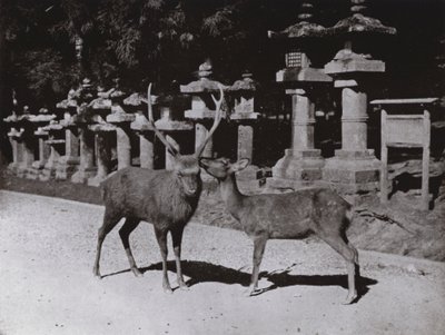 Jeleń, gabinet w Nara (zdjęcie czarno-białe) autorstwa Herbert Ponting
