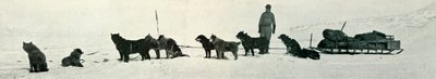 Psy ze sklepami zaraz opuszczą Hut Point, c1911, 1913 autorstwa Herbert Ponting