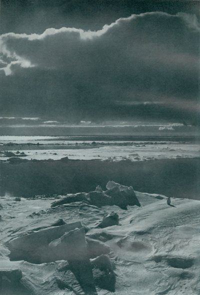 Scena wieczorna w stadzie, c19101913, 1913 autorstwa Herbert Ponting