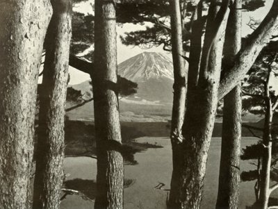 Fuji i sosny, 1910. autorstwa Herbert Ponting