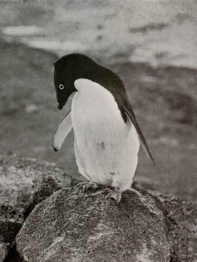 Nie obchodzi mnie, co się ze mną dzieje, c19101913, 1913 autorstwa Herbert Ponting