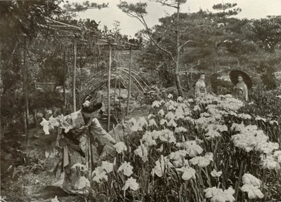 W ogrodzie tęczówki, 1910. autorstwa Herbert Ponting