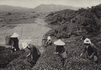 Japonia w latach 20.: Zbiór herbaty (zdjęcie czarno-białe) autorstwa Herbert Ponting