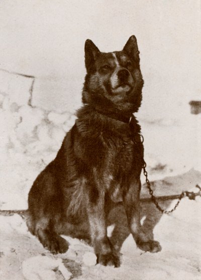 Krisravica, 19101913, 1913 autorstwa Herbert Ponting