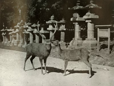 Moja droga! Studium w Nara, 1910. autorstwa Herbert Ponting