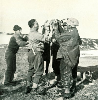 Kucyk bierze whisky, 8 lutego 1911, 1913 autorstwa Herbert Ponting