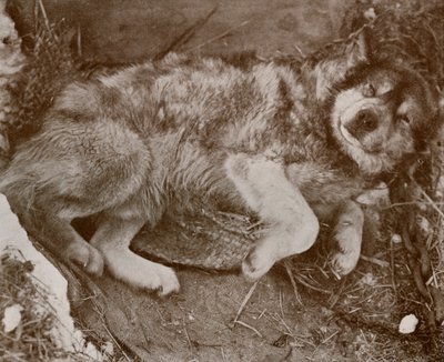 Starek Malingering, c19101913, 1913 autorstwa Herbert Ponting