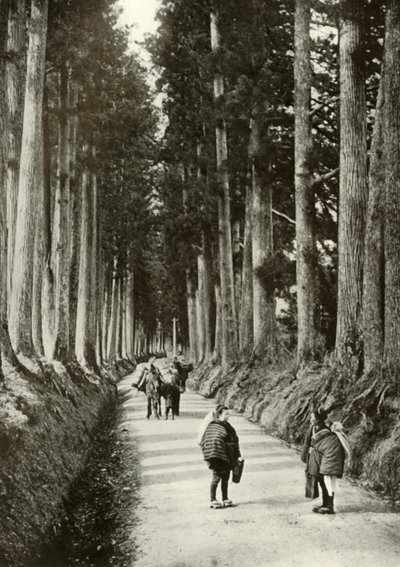 Kryptomerie w Nikko, 1910. autorstwa Herbert Ponting