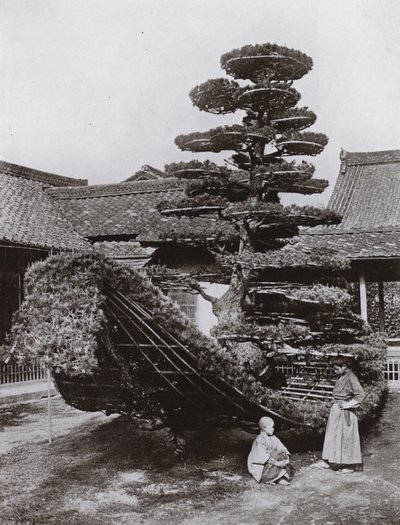 Sosnowy dżon w Kinkakuji (zdjęcie czarno-białe) autorstwa Herbert Ponting