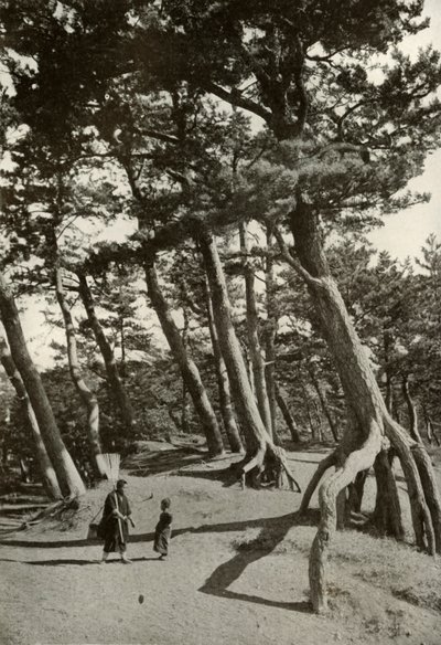 The Pines of Shizu-Ura, 1910. autorstwa Herbert Ponting
