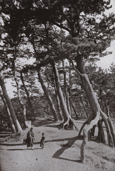 Sosny Shizu-ura (zdjęcie czarno-białe) autorstwa Herbert Ponting