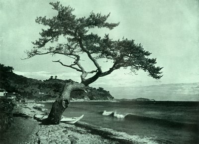 Drzewo i fala, 1910. autorstwa Herbert Ponting