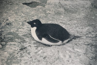 Ten nie ma, c1911, 1913 autorstwa Herbert Ponting