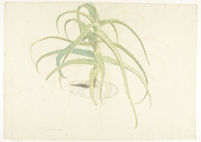 Perfolia z aloesu autorstwa Herman Saftleven