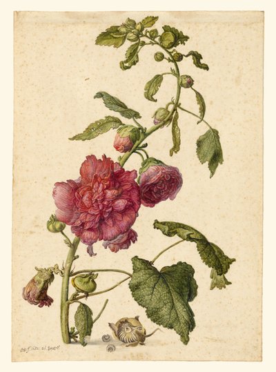 A Hollyhock autorstwa Herman Saftleven the Younger