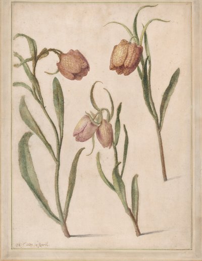 Studium Trzech Fritillaries, 1683. autorstwa Herman Saftleven the Younger