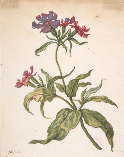 Studium czerwonej muchy Lychnis hirsuta, 1680. autorstwa Herman Saftleven the Younger