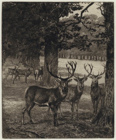 Jeleń w Windsor Park (grawerowanie) autorstwa Heywood (after) Hardy