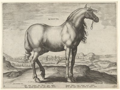 Koń z Grecji (Achivus) Achivvs (tytuł na obiekcie) Rasy koni z Królewskich Stajni Don Juana Austrii (tytuł serii) Equile Ioannis Austriaci Caroli (tytuł serii) autorstwa Hieronymus Wierix