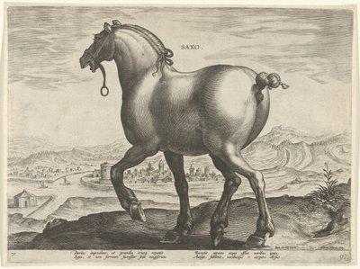 Koń z Saksonii Saxo (tytuł na obiekcie) Rasy koni z Królewskich Stajni Don Juana Austrii (tytuł serii) Equile Ioannis Austriaci Caroli (tytuł serii) autorstwa Hieronymus Wierix