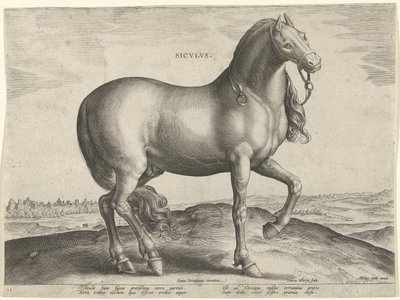 Koń z Sycylii (Siculus) Sicvlvs (tytuł na obiekcie) Rasy koni z Królewskich Stajni Don Juana Austrii (tytuł serii) Equile Ioannis Austriaci Caroli (tytuł serii) autorstwa Hieronymus Wierix