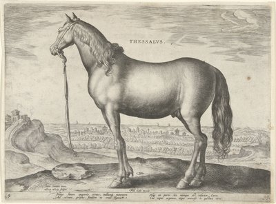 Koń z Tesalii (Tessalos) Tesale (tytuł na obiekcie) Rasy koni z Królewskich Stajni Don Juana Austrii (tytuł serii) Equile Ioannis Austriaci Caroli (tytuł serii) autorstwa Hieronymus Wierix
