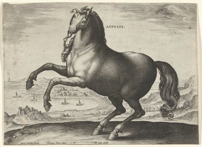Koń z południowych Włoch (Appulus) Appvlvs (tytuł obiektu) Rasy koni z Królewskich Stajni Don Juana Austrii (tytuł serii) Equile Ioannis Austriaci Caroli (tytuł serii) autorstwa Hieronymus Wierix
