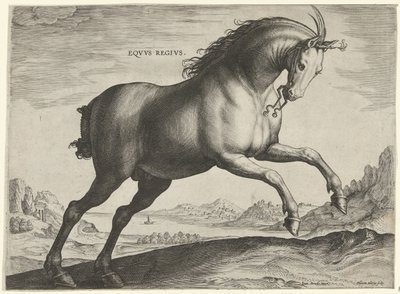 Koń rasy Equus Regius (królewski) Eqvvs Regivs (tytuł na obiekcie) Rasy koni z Królewskich Stajni Don Juana Austrii (tytuł serii) Equile Ioannis Austriaci Caroli (tytuł serii) autorstwa Hieronymus Wierix