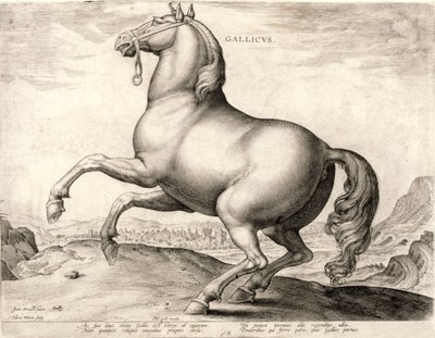 Gallicus z serii Konie ze Stajni Don Juana z Austrii (rycina na splocie) autorstwa Hieronymus or Jerome Wierix