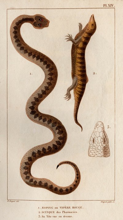 Aesping lub Red Vipere, Skink z apteki, jego głowa widziana powyżej. Fauna des Mdecins czyli historia zwierząt i ich produktów autorstwa Hippolyte Cloquet” - Tom 6 - 1825. autorstwa Hippolyte Cloquet