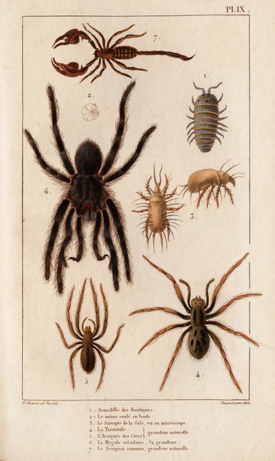 Amardille ze sklepów, Saskopta świerzbu, Tarantula, Araignee parszywek, Mygale, Skorpion. autorstwa Hippolyte Cloquet