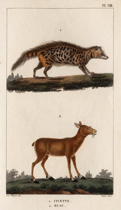 Cywet i piżmo”. „Fauna des Mdecins czyli historia zwierząt i ich produktów autorstwa Hippolyte Cloquet” – tom 6 – 1825. autorstwa Hippolyte Cloquet