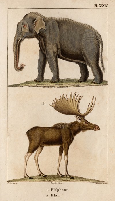 Słoń i Elan.” „Fauna des Mdecins czyli historia zwierząt i ich produktów autorstwa Hippolyte Cloquet” – tom 6 – 1825. autorstwa Hippolyte Cloquet