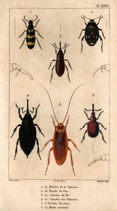 Mylabra z cykorii, wołek grochowy, grill pszenny, grill palmowy, bachus Hitch, karaluch orientalny w „”Fauna des Médecins ou histoire des animals et de ses produits par Hippolyte Cloquet” – tom 6 - 1825. autorstwa Hippolyte Cloquet